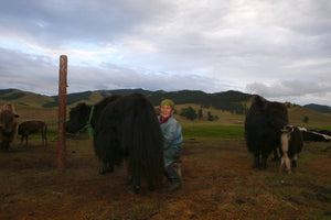 Combing Mongolian yaks
