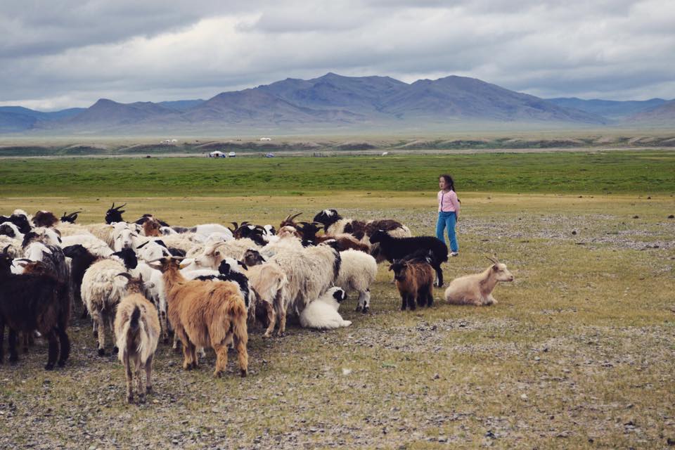A Cashmere Story in Mongolia