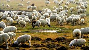Incentive for wool supply set at less than a dollar